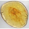 Galette-Jaune