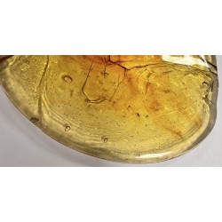Galette-Jaune
